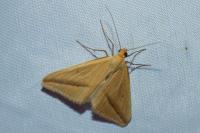 Rhodometra sacraria