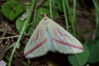 Rhodometra sacraria