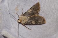 Agrotis puta