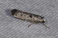 Yponomeuta plumbella