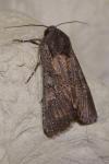 Aporophyla nigra