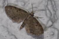 Eupithecia tenuiata