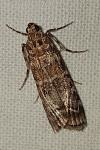 Dioryctria