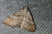 Aplocera efformata/plagiata