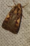 Xestia c-nigrum