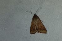 Helicoverpa armigera