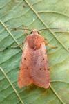 Agrochola lychnidis