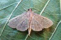 Herpetogramma licarsisalis