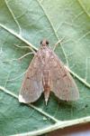 Herpetogramma licarsisalis
