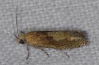 Eucosma conterminana