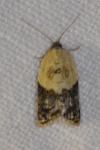 Acleris variegana