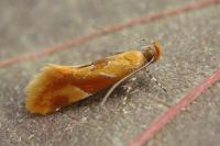 Epicallima formosella