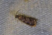 Grapholita janthinana