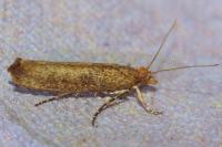Ypsolopha ustella