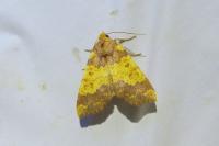 Tiliacea aurago