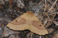 Crocallis elinguaria