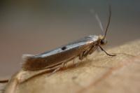 Parahyponomeuta egregiella