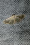 Patania ruralis