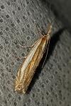 Crambus pascuella