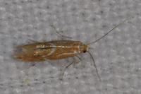 Phyllonorycter corylifoliella