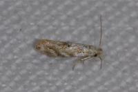 Bucculatrix bechsteinella