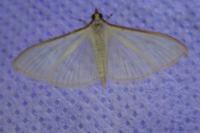 Palpita vitrealis