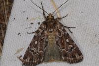 Lycophotia porphyrea