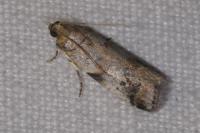 Acrobasis fallouella/glaucella