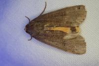 Noctua pronuba