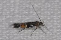Cosmopterix pulchrimella