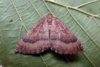 Larentia clavaria