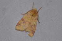 Cirrhia icteritia