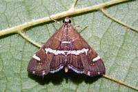 Spoladea recurvalis