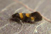 Chrysoesthia sexguttella