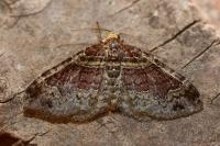 Xanthorhoe spadicearia