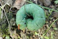 Agrius convolvuli