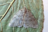 Epirrita dilutata