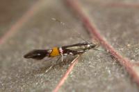 Cosmopterix orichalcea