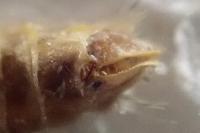 Epirrita dilutata