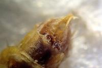 Epirrita dilutata