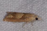 Eucosma conterminana