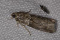 Acrobasis consociella