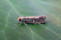 Monopis crocicapitella