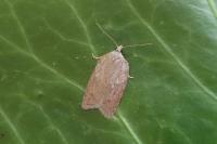 Acleris sparsana