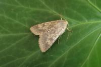 Helicoverpa armigera