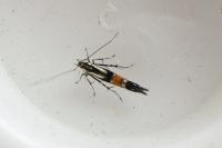 Cosmopterix orichalcea