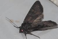 Aporophyla nigra