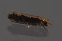 Monopis crocicapitella