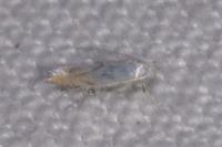 Phyllonorycter harrisella