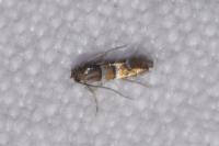 Phyllonorycter stettinensis